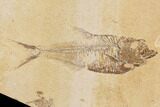 Wide Fossil Fish Plate (Diplomystus & Knightia) - Wyoming #91584-3